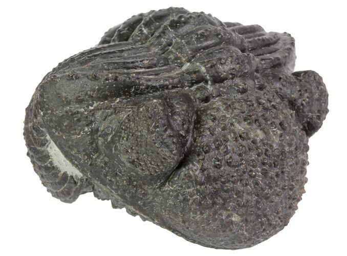 Bumpy, Enrolled Drotops Trilobite - Around #66336